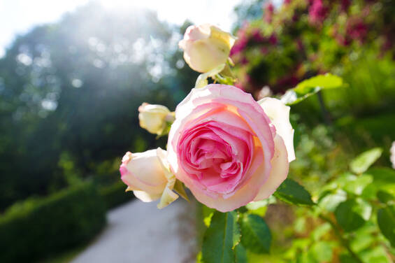 Rose Garden at Herberstein Garden Castle