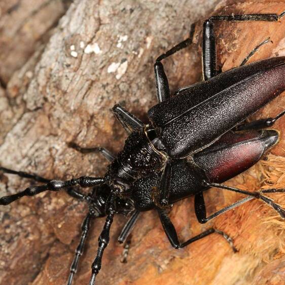 Cerambyx cerdo at Tierwelt Herberstein
