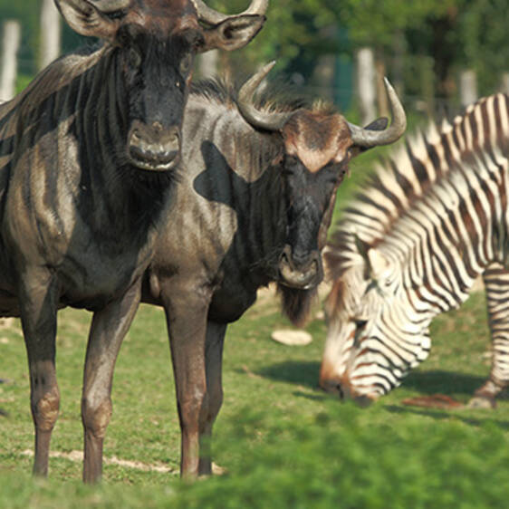 Striped Wildebeest in Styria