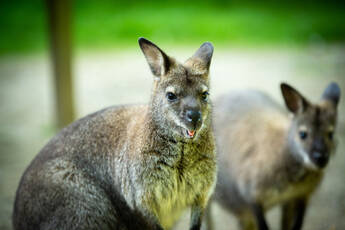 kangaroo at the Herberstein Wildlife Park kangaroo at the Herberstein Wildlife Park