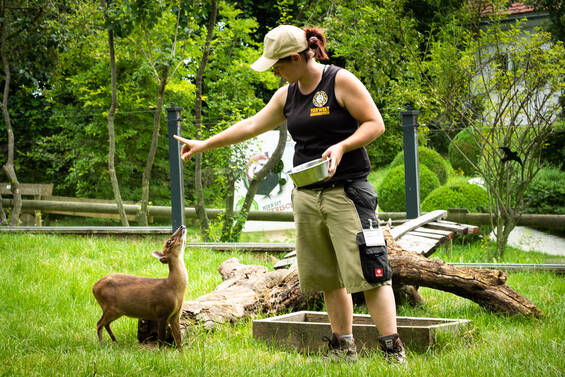 Commented Feeding Sessions at Tierwelt Herberstein. Copyright by Andreas Litzellachner