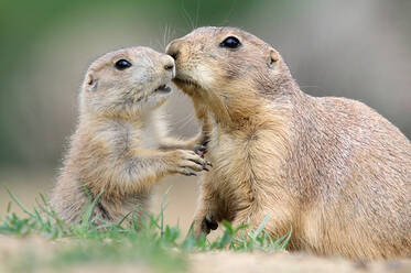Prairie dogs at Herberstein Wildlife Park