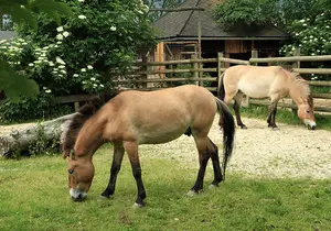 Przewalski's Wild Horse