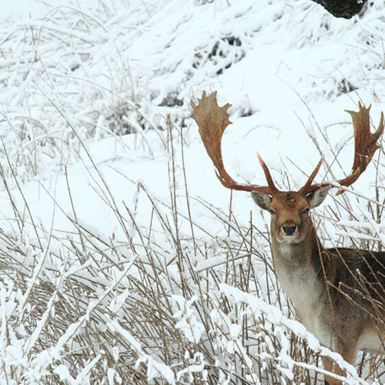 Fallow deer