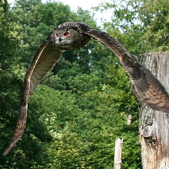 Eagle owl at Herberstein Wildlife Park (c) kaemte | pixelio.de
