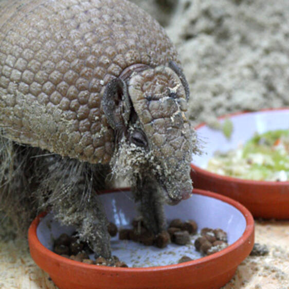 Ball-tailed armadillo in Styria