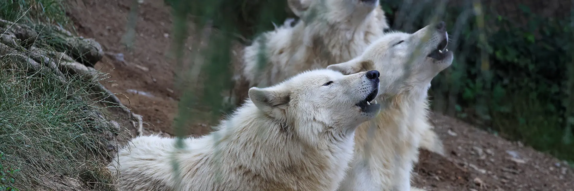 Hudson Bay wolves howl at Tierwelt Herberstein.