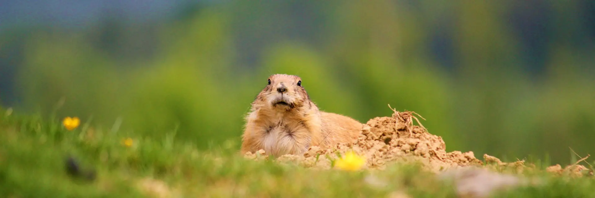 Prairie Dog in Spring