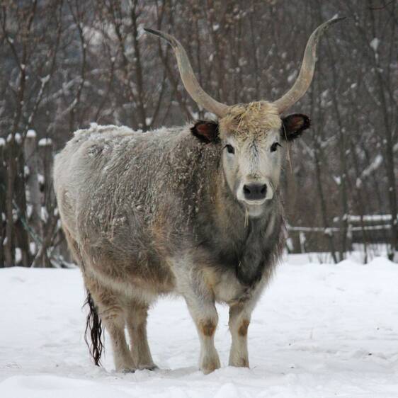 Hungarian Steppe Cattle