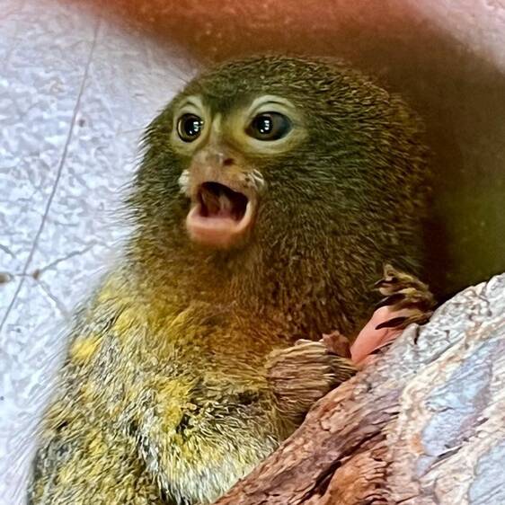 Pygmy marmosets at Tierwelt Herberstein