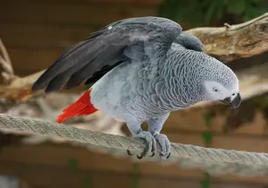 African Grey Parrot