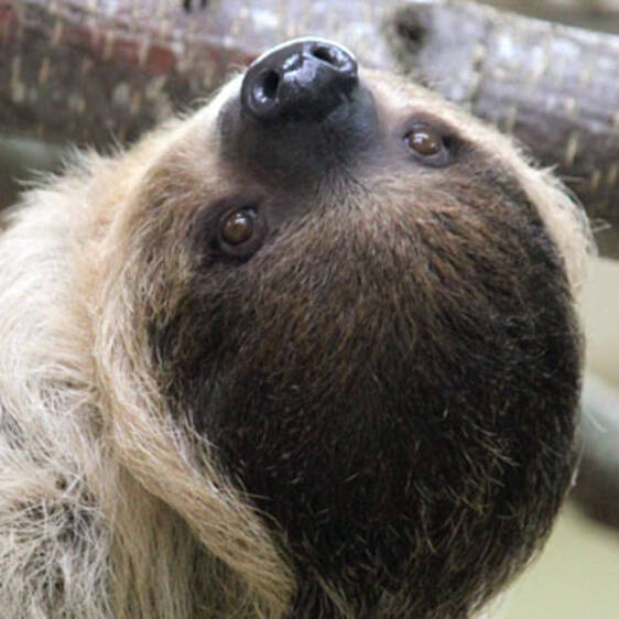 Two-toed sloth in Styria