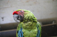 A Feathered New Arrival at Herberstein Wildlife Park