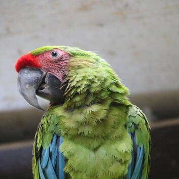 A Feathered New Arrival at Herberstein Wildlife Park