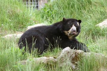 Spectacled Bear at Herberstein Wildlife Park