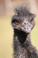 Emu at Herberstein Wildlife Park