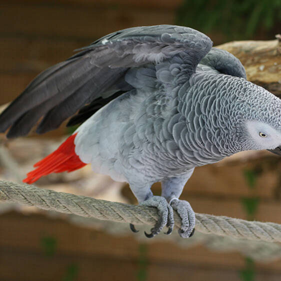 African Grey Parrot