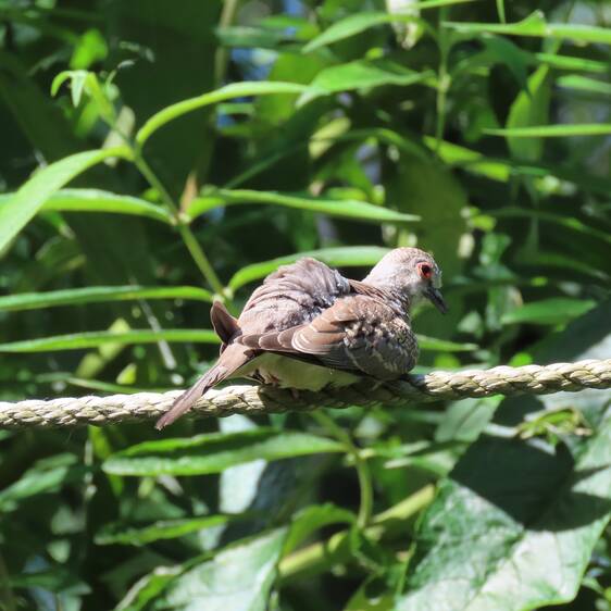 Young Diamond Dove at Herberstein Wildlife Park