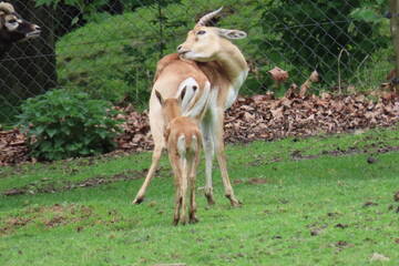 Baby Animals in Styria