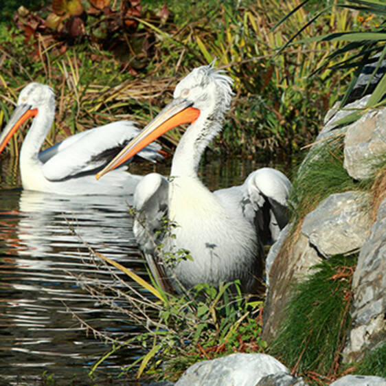 Crested Pelican