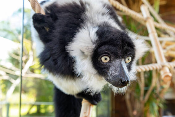 Vari at Herberstein Wildlife Park
