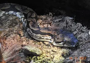 Southern Madagascar Boa