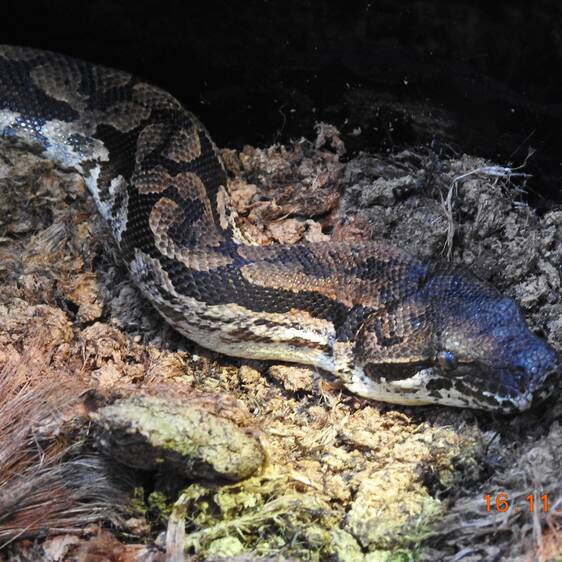 Southern Madagascar Boa
