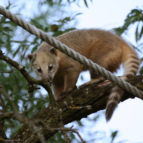South American coati