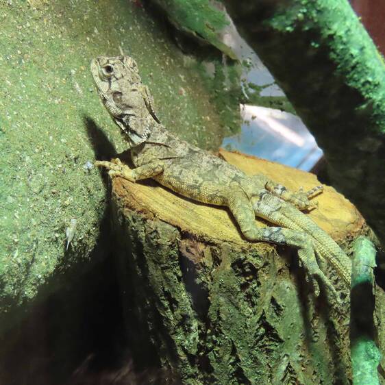 A curious crested lizard at Herberstein Wildlife Park