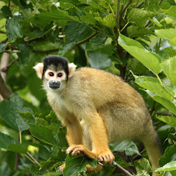 Bolivian Squirrel Monkey