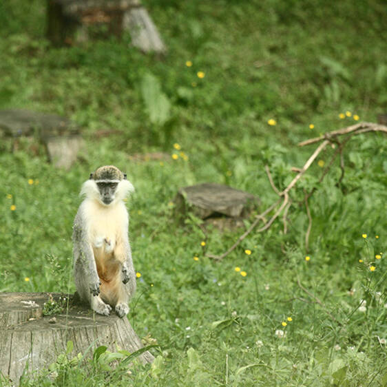 Green Monkey in Styria