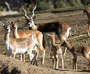 Deer-goat antelope family