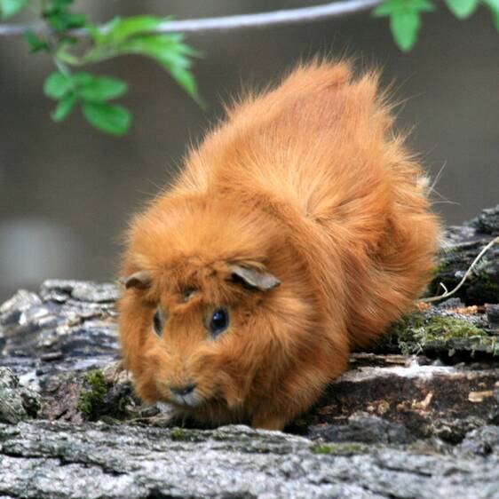 Guinea Pigs at the Petting Zoo