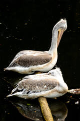 Pelicans at the Full Moon Festival at Tierwelt Herberstein.