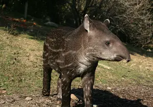 Lowland Tapir in Styria