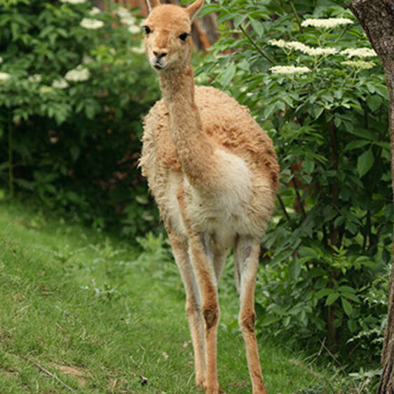 Vicuñas at the zoo in Styria