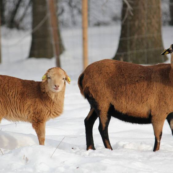 Cameroon sheep at the petting zoo