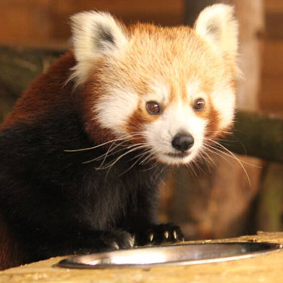Red Panda