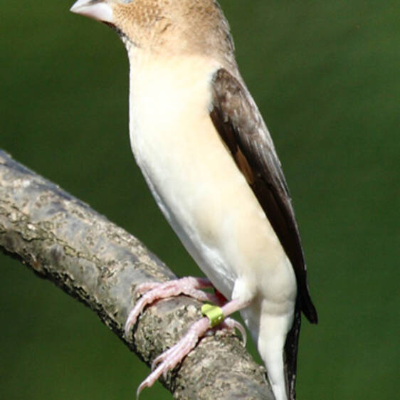 Silver-billed Finch