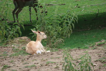 Baby Animals in Styria