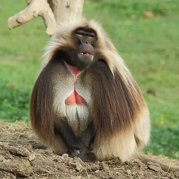 Online Animal Encyclopedia