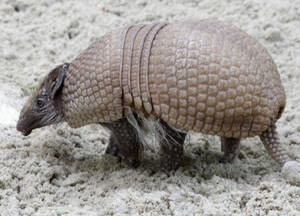 Armadillo at Herberstein Wildlife Park