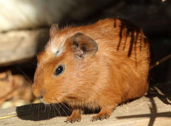 Guinea pigs at the petting zoo in Tierwelt Herberstein