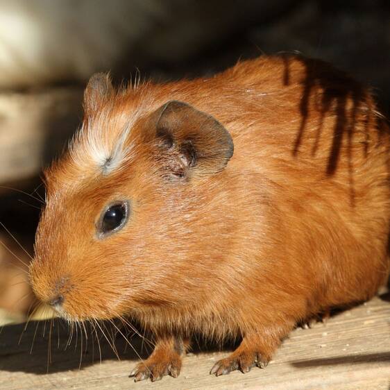 Guinea pigs at the petting zoo in Tierwelt Herberstein