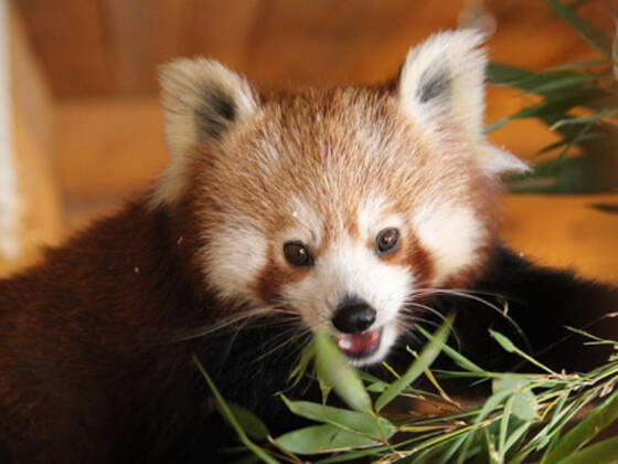 Red Panda at Herberstein Wildlife Park