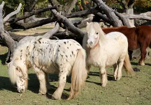 Mini Appaloosa