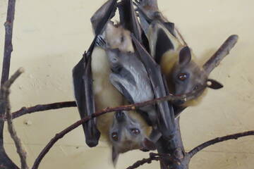 Baby Animals in Styria