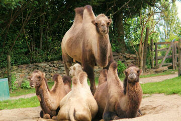 Bactrian camels at Herberstein Wildlife Park