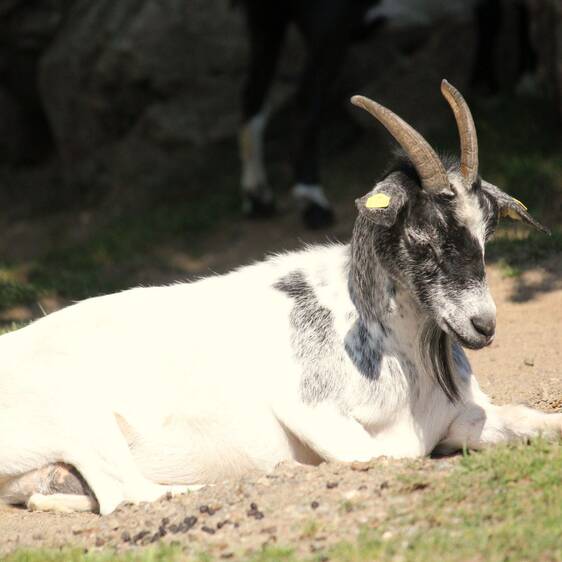 Pygmy goat at the petting zoo