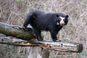 Sumaco, the female spectacled bear, is HuBÄRt's new companion at Herberstein Wildlife Park Sumaco, the female spectacled bear, is HuBÄRt's new companion at Herberstein Wildlife Park